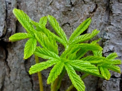 Jeunes feuilles de Marronnier d'Inde, Aesculus hippocastan… 