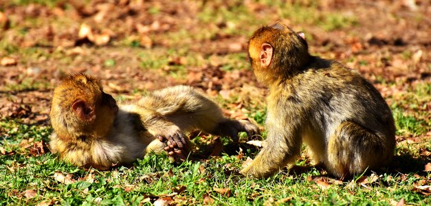Endangered species monkey mountain salem animal