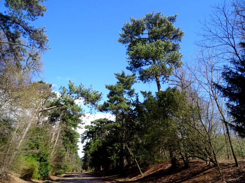 Les pins autour de l'avenue de Saint-Cloud, Bois de Boulog… 