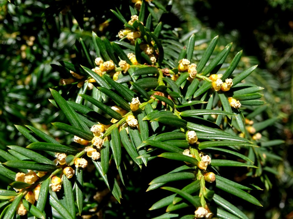 If commun , Taxus baccata, Taxacées. Floraison en mars-avr… 