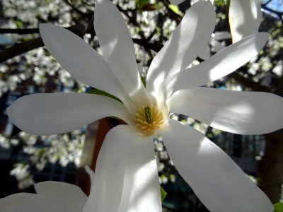 Fleur de Magnolia 