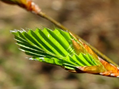 Feuilles de hêtre ou fayard, à stipules, Fagus sylvatica, … 