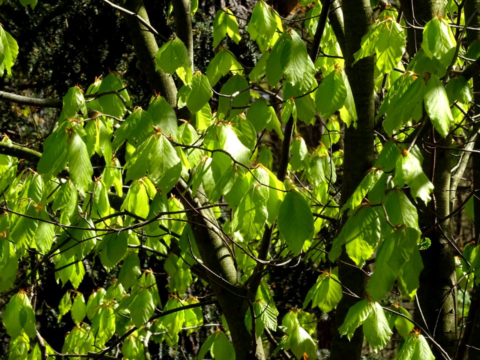 Feuilles de hêtre ou fayard, à stipules, Fagus sylvatica, … 