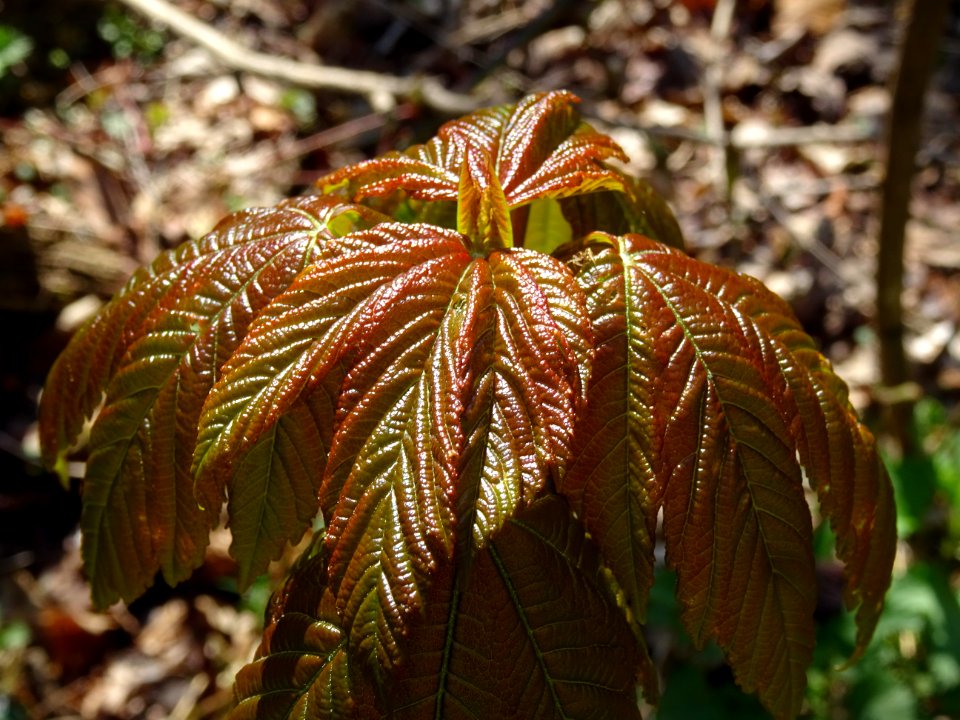 Jeunes feuilles, Erable sycomore, Acer pseudoplatanus, Acé… 
