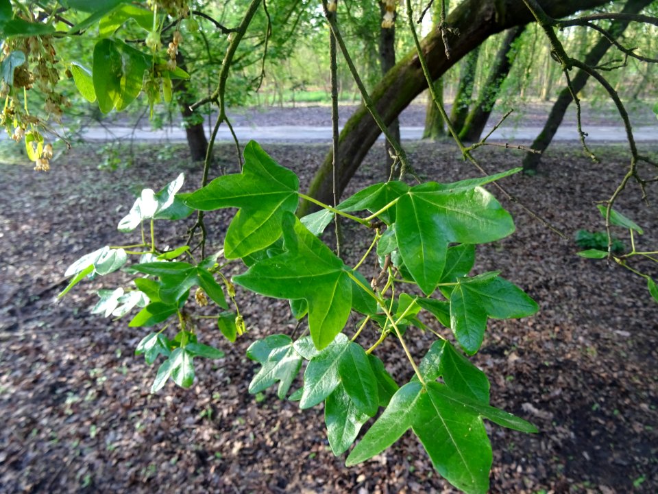 Feuilles trilobées sur un rameau d'érable de Montpellier, … 