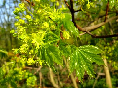 Inflorescences dressées et jeunes feuilles pendantes d'éra… 