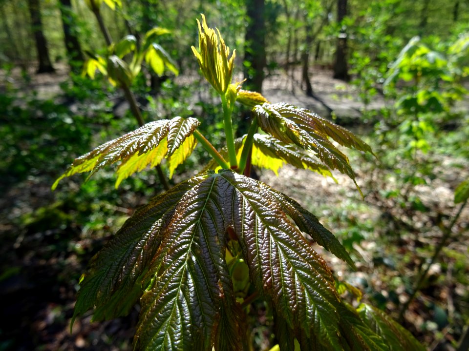 Jeunes feuilles, Erable sycomore, Acer pseudoplatanus, Acé… 