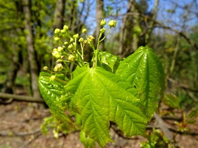 Inflorescences dressées et feuilles pendantes d'érable pla… 