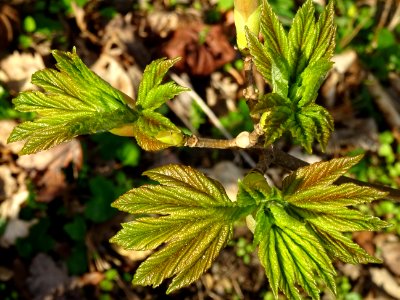 Bourgeons et jeunes feuilles, Erable sycomore, Acer pseudo… 