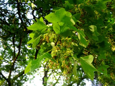 Feuilles trilobées et fleurs pendantes sur des rameaux d'é… 
