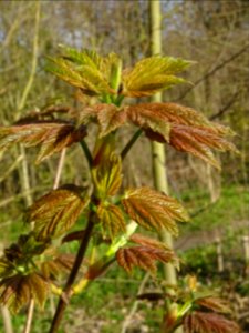 Bourgeon et jeunes feuilles, Erable sycomore, Acer pseudop… 