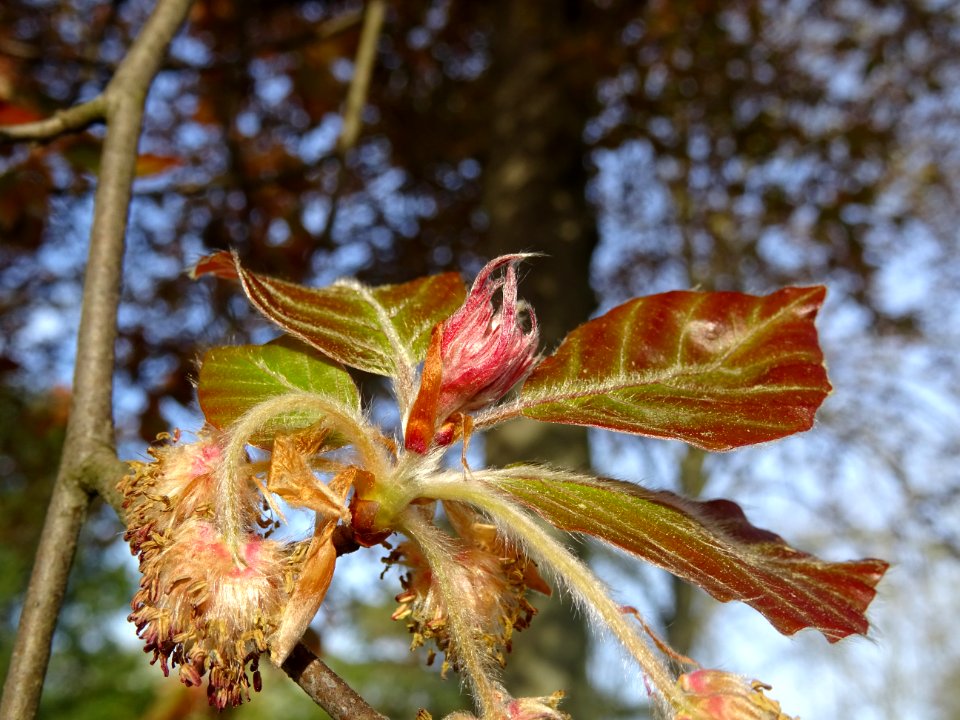 Fleurs femelles (rouges) et fleurs mâles (jaunes), jeunes … 