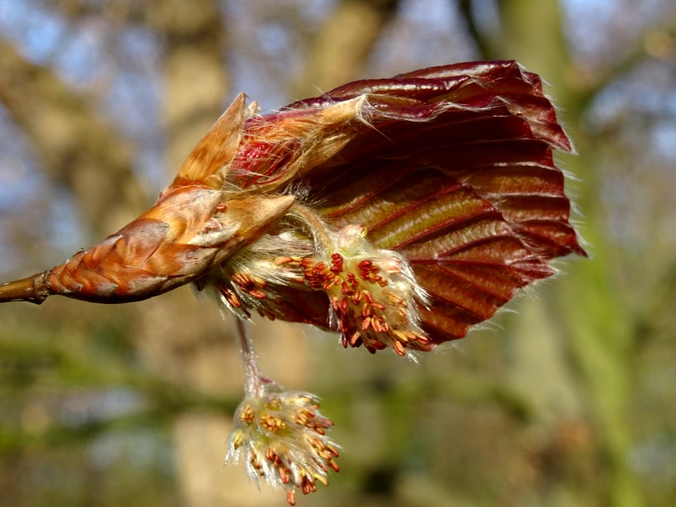 Fleurs femelles et mâles du hêtre pourpre, Fagus sylvatica… 