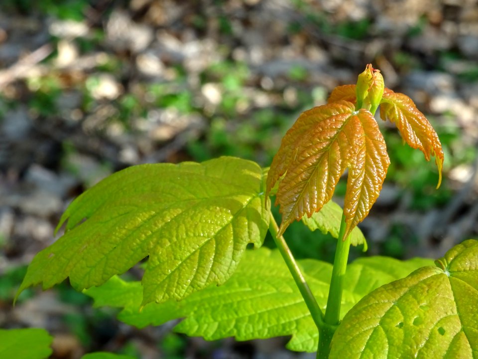 Erable sycomore, Acer pseudoplatanus, Acéracées 