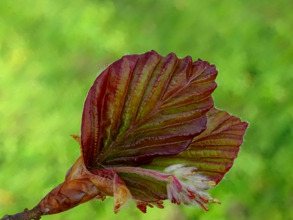 Feuilles et fleurs mâles du hêtre pourpre, Fagus sylvatica… 