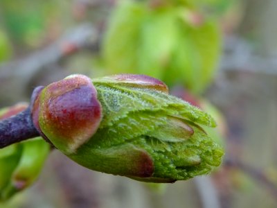 Bourgeon et jeunes feuilles, Tilleul à petites feuilles, T… 