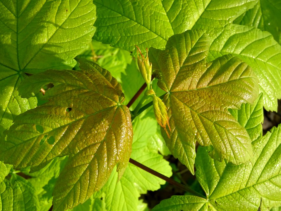 Erable sycomore, Acer pseudoplatanus, Acéracées 