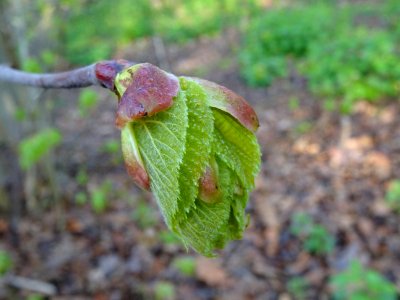 Bourgeon et jeunes feuilles, Tilleul à petites feuilles, T… 