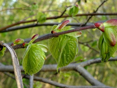 Bourgeons et jeunes feuilles, Tilleul à petites feuilles, … 