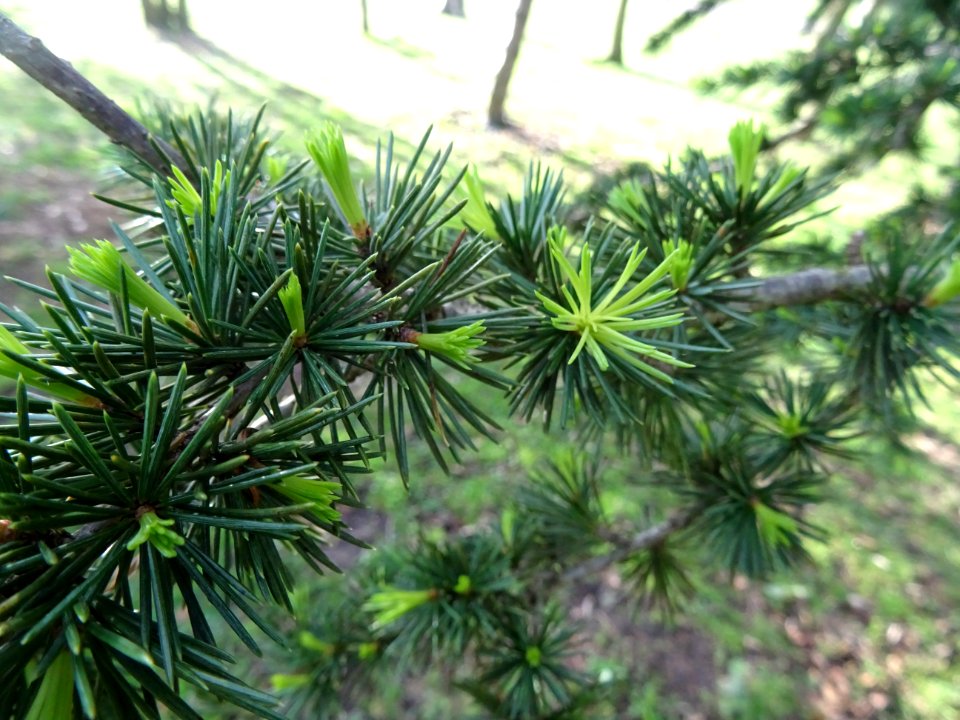 Jeunes aiguilles de Cèdre de l'Atlas, Cedrus atlantica, Pi… 
