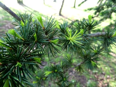 Jeunes aiguilles de Cèdre de l'Atlas, Cedrus atlantica, Pi… 