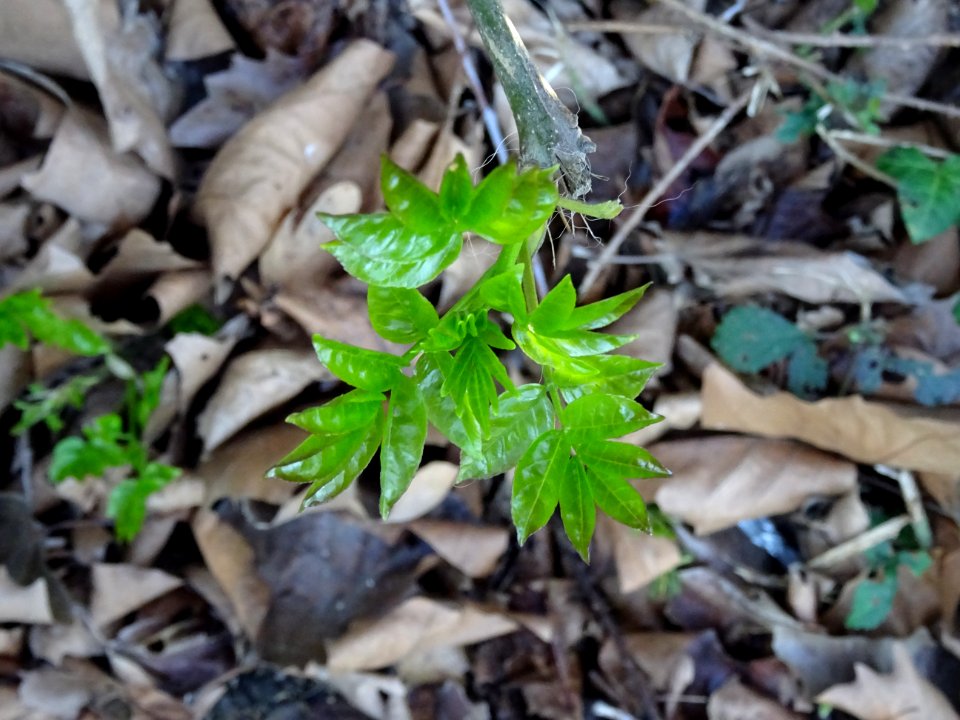 Jeunes feuilles de Frêne, Fraxinus, Oléacées 
