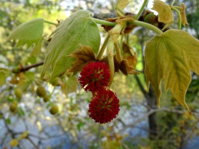Capitules rouges de fleurs femelles et jeunes feuilles. Pl… 