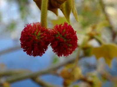 Capitules rouges de fleurs femelles. Platane commun (ou Pl… 