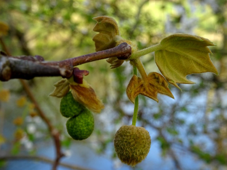 Capitules de fleurs mâles et jeunes feuilles. Platane comm… 