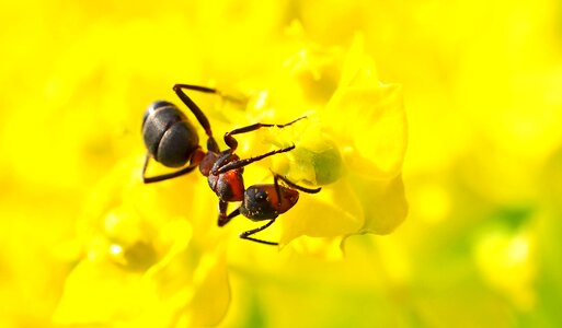 Insect spurge crawl