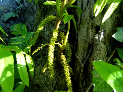 Feuilles et châtons mâles, Ptérocaryer du Caucase, Pteroca… 