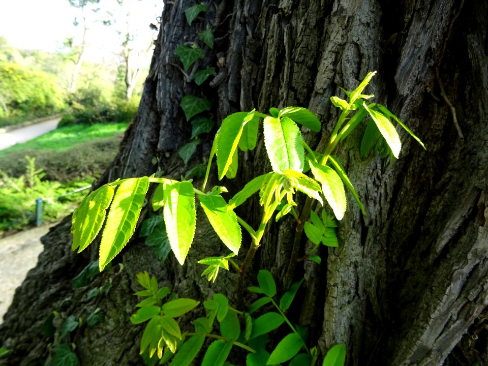 Feuilles et châtons mâles, Ptérocaryer du Caucase, Pteroca… 
