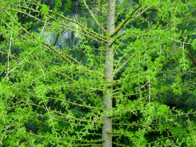 Jeunes aiguilles du Mélèze commun, Larix decidua, Pinacées… 