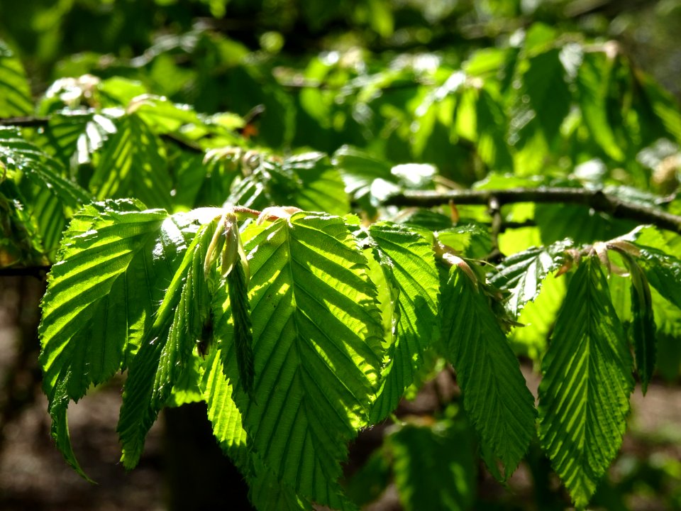 Feuilles de Charme, Carpinus betulus, Corylacées 