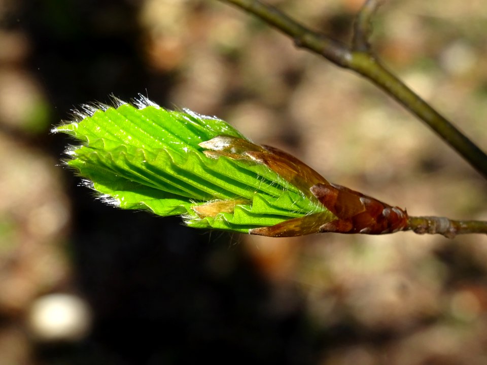 Feuilles de hêtre ou fayard, à stipules, Fagus sylvatica, … 