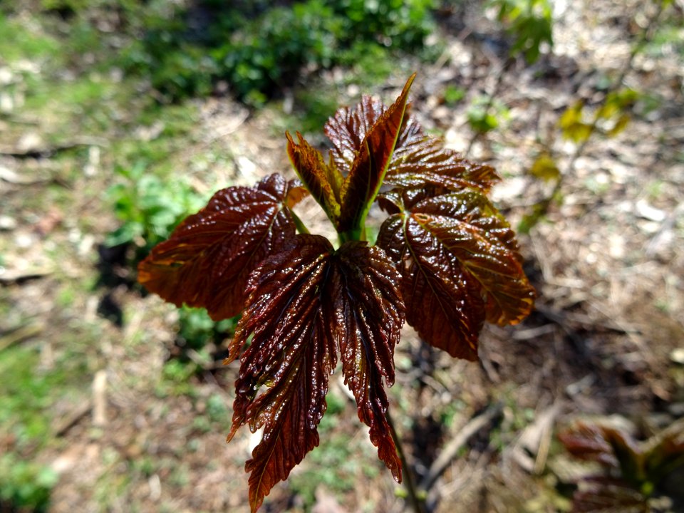 Jeunes feuilles, Erable sycomore, Acer pseudoplatanus, Acé… 
