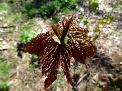 Jeunes feuilles, Erable sycomore, Acer pseudoplatanus, Acé… 