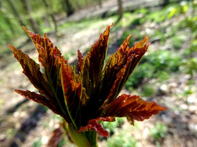 Jeunes feuilles, Erable sycomore, Acer pseudoplatanus, Acé… 