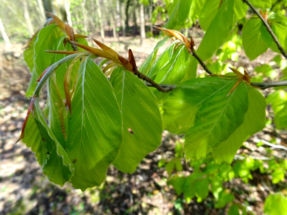 Feuilles de hêtre ou fayard, à stipules, Fagus sylvatica, … 