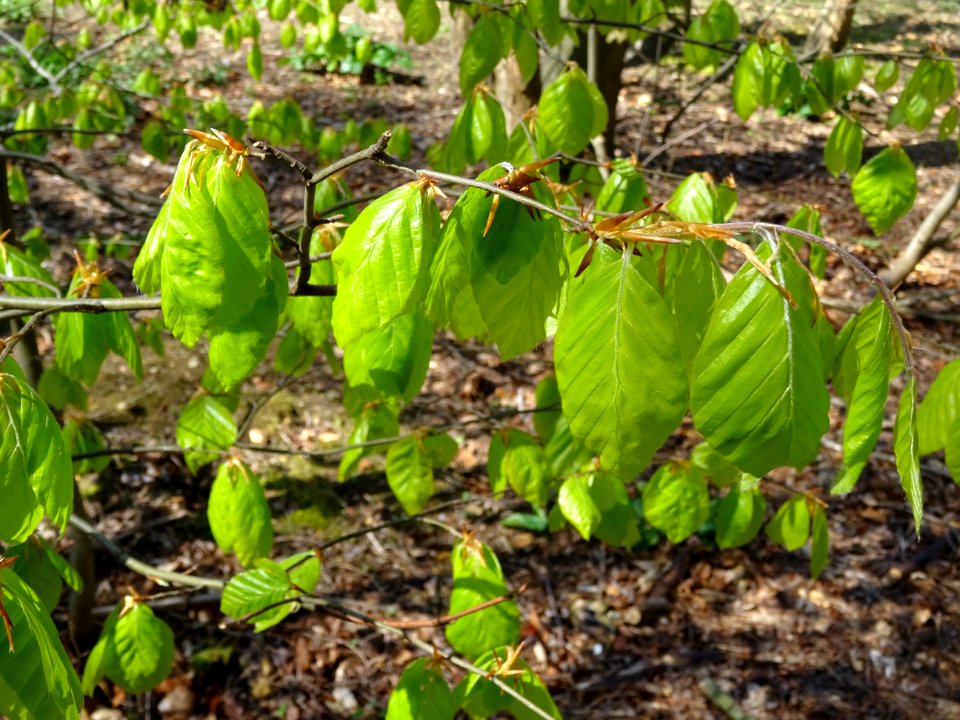 Feuilles de hêtre ou fayard, à stipules, Fagus sylvatica, … 