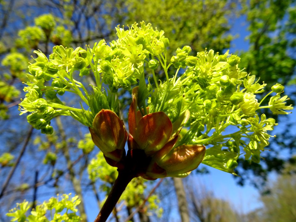 Bourgeons et inflorescences d'érable plane, Acer planatoid… 