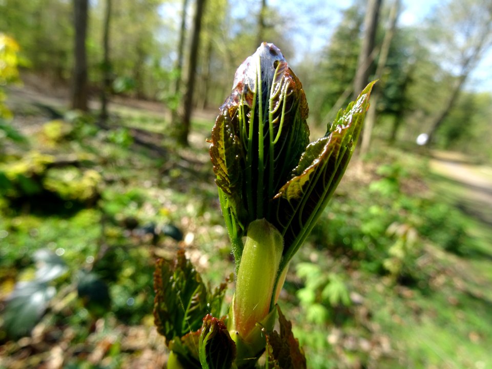 Bourgeon et jeunes feuilles, Erable sycomore, Acer pseudop… 