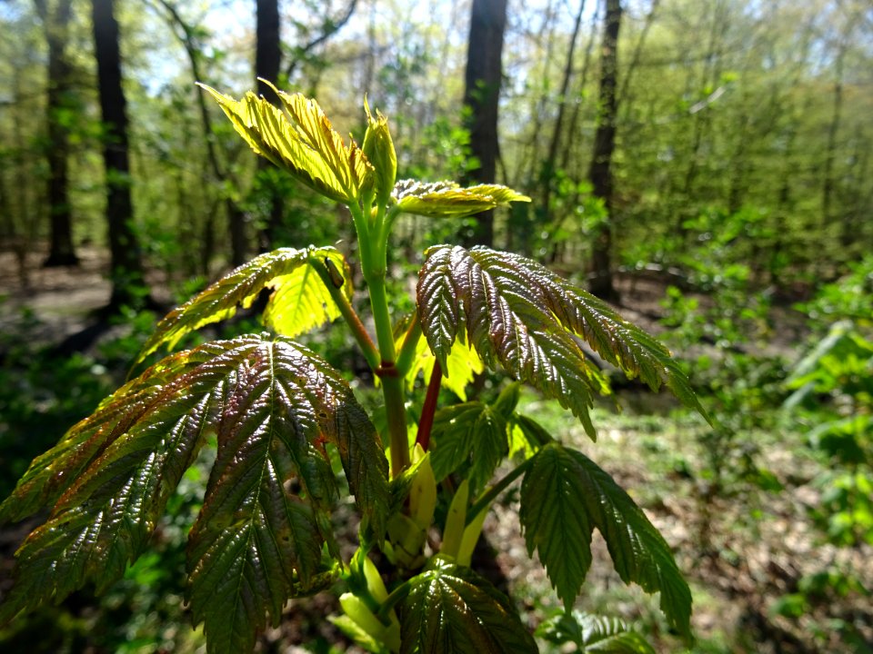 Jeunes feuilles, Erable sycomore, Acer pseudoplatanus, Acé… 