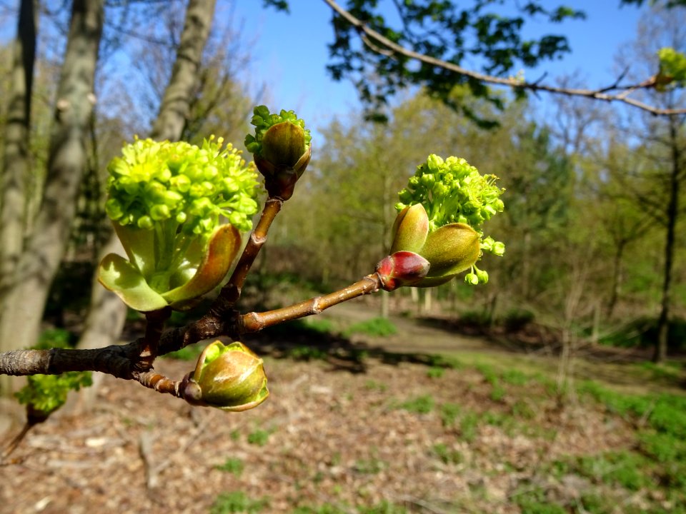 Bourgeons et inflorescences d'érable plane, Acer planatoid… 