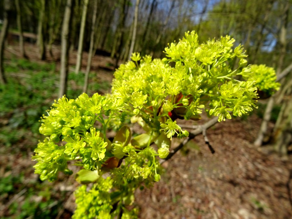 Inflorescences dressées d'érable plane, Acer planatoides, … 