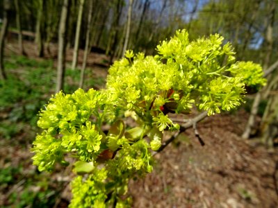 Inflorescences dressées d'érable plane, Acer planatoides, … 