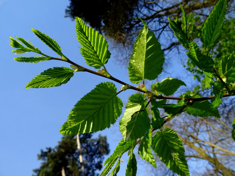 Feuilles de Charme, Carpinus betulus, Corylacées 