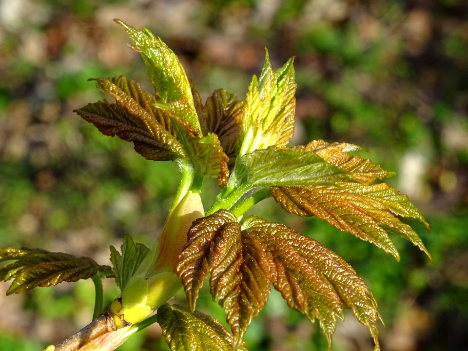 Bourgeon et jeunes feuilles, Erable sycomore, Acer pseudop… 