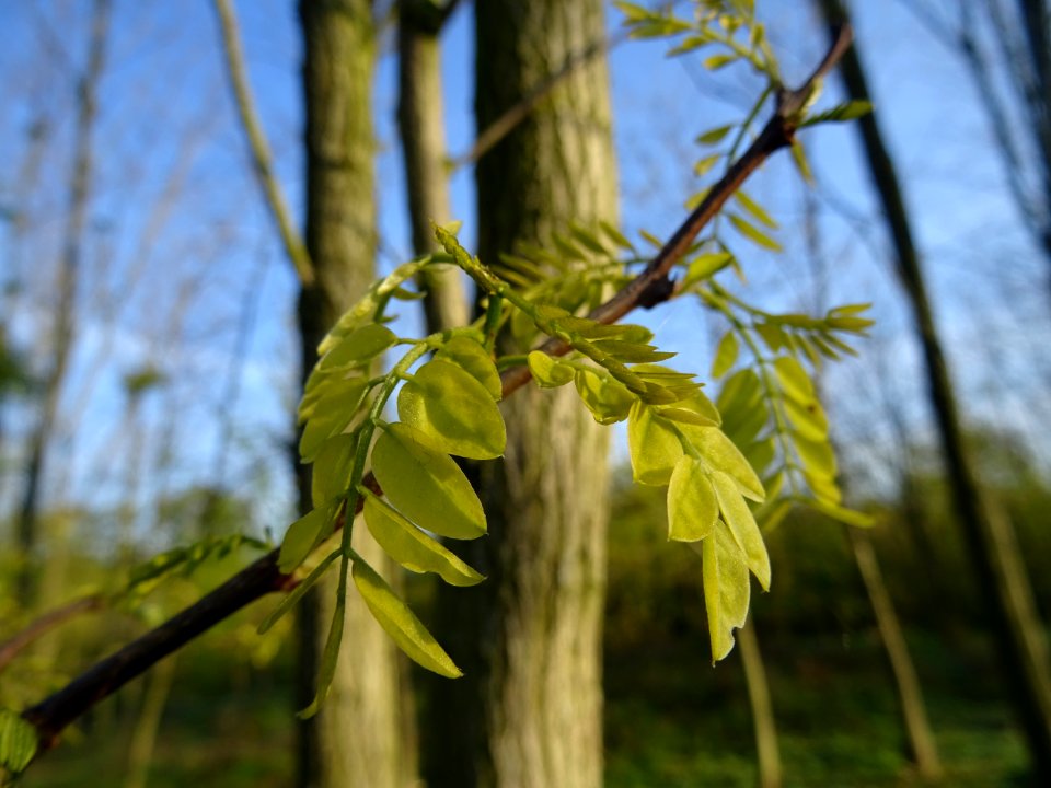 Jeunes feuilles de Robinier faux-acacia, Robinia pseudoaca… 