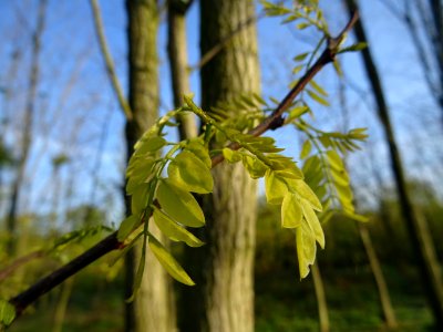 Jeunes feuilles de Robinier faux-acacia, Robinia pseudoaca… 